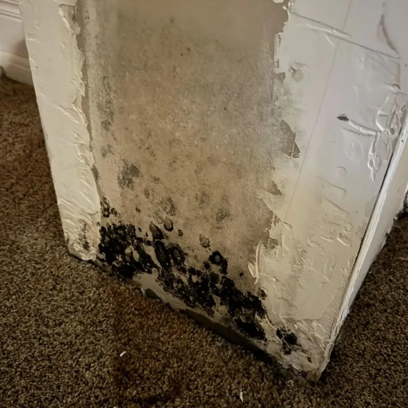 Professional Mold Removal in Arlington, MD